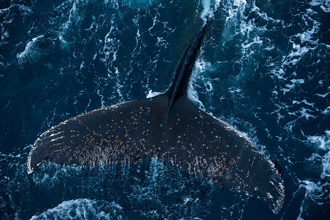 Tail of humpback whale (Megaptera novaeangliae), near Shag Rocks, South Atlantic Ocean between Falkland Islands and South Georgia Island, Antarctica