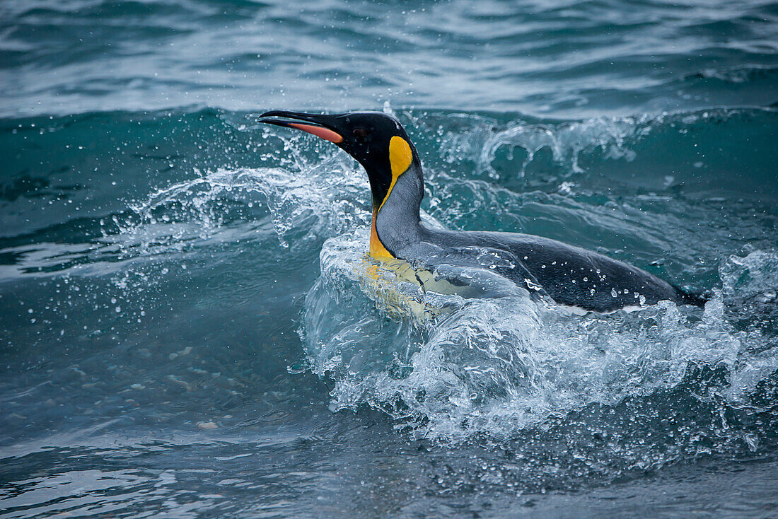 King penguin (Aptenodytes patagonicus) enters water, Salisbury Plain, South Georgia Island, Antarctica