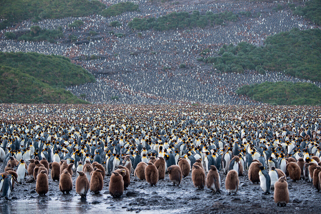 Kolonie von tausenden von Königspinguinen (Aptenodytes patagonicus) auf einem Hügel, Salisbury Plain, Südgeorgien, Antarktis