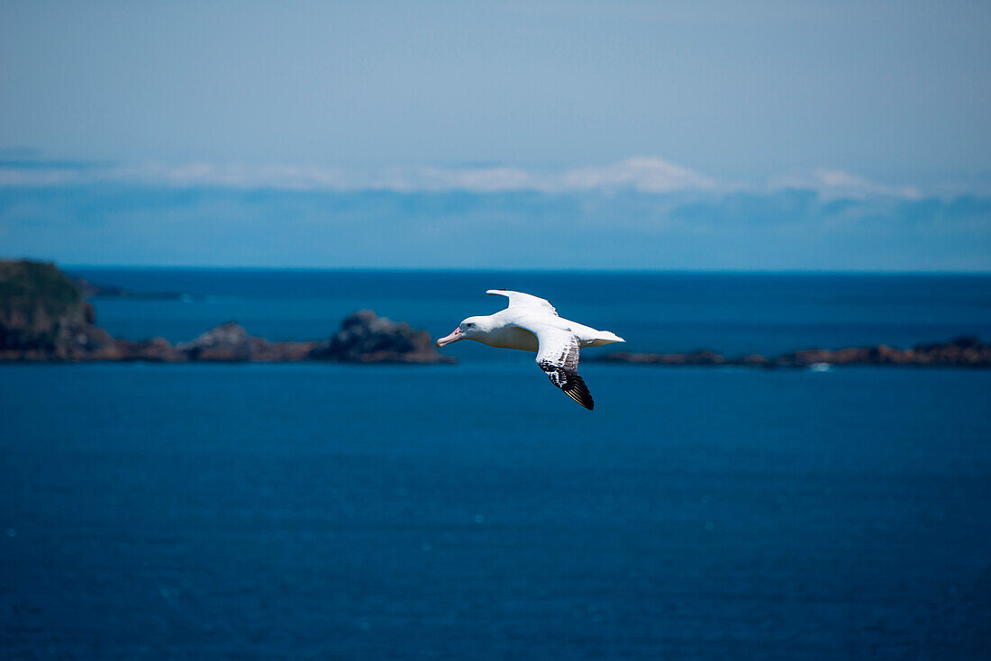 Wandering albatross (Diomedea exulans) in flight, Salisbury Plain, South Georgia Island, Antarctica