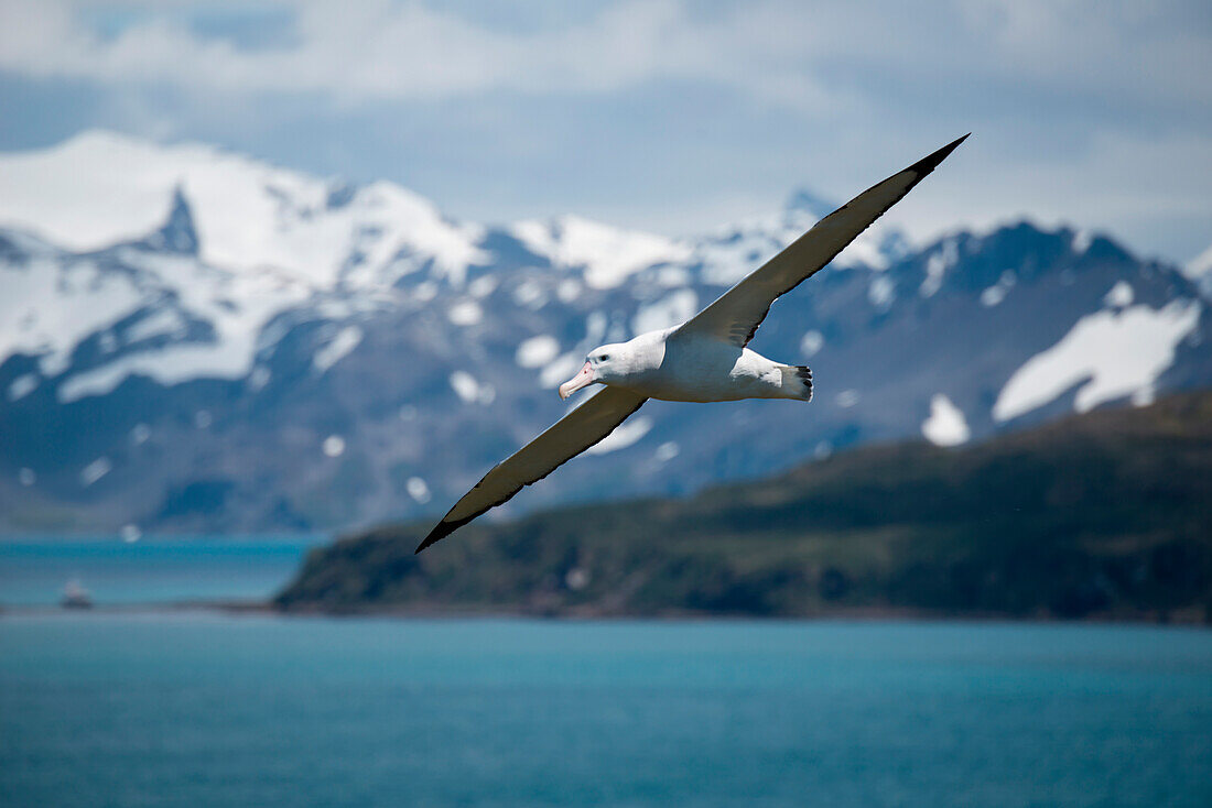 Wandering albatross (Diomedea exulans) in flight, Salisbury Plain, South Georgia Island, Antarctica