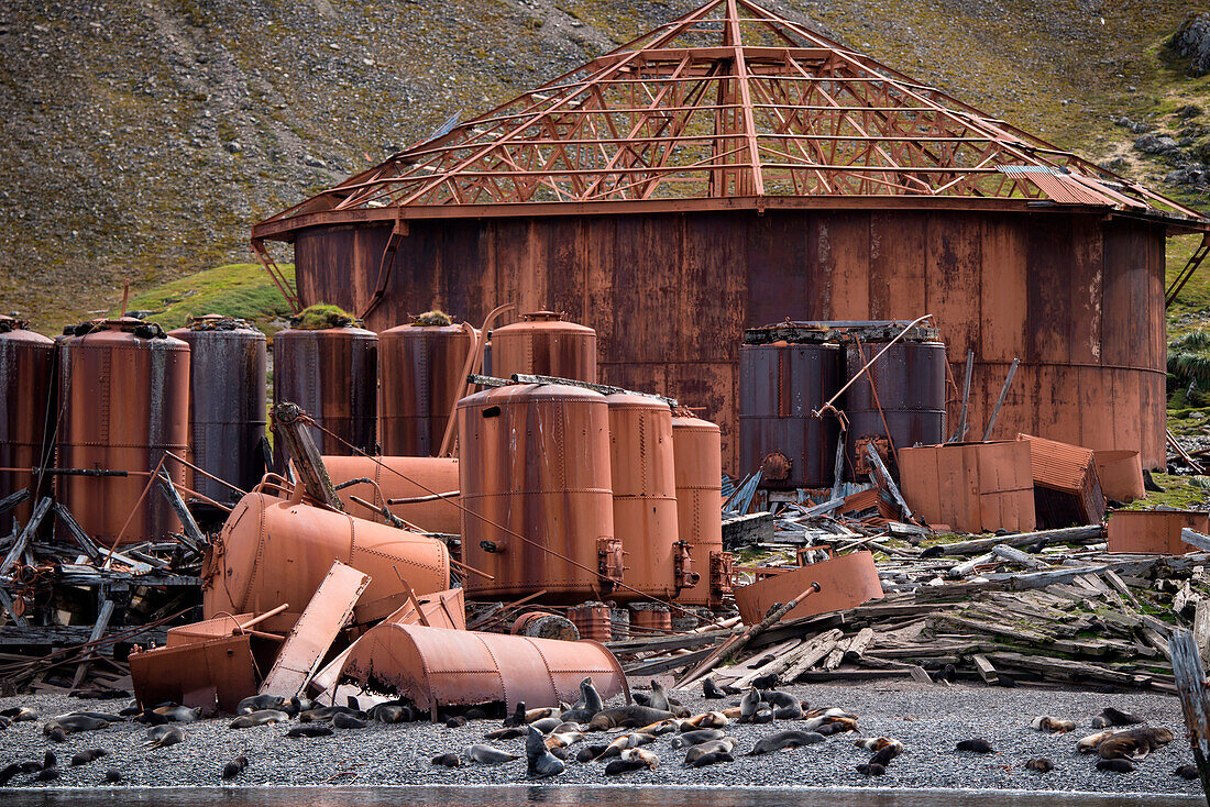 Rostende Überreste einer norwegischen Walfangstation, die zwischen 1911 und 1931 in Betrieb war, Prince Olav Harbour, Südgeorgien, Antarktis