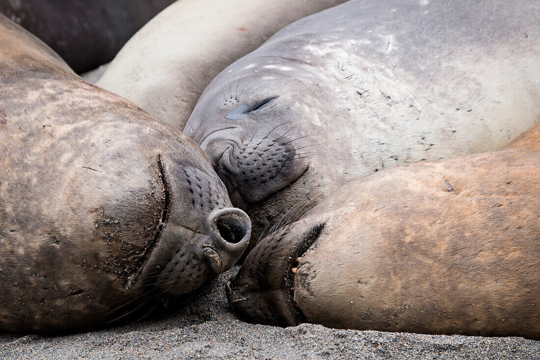 Southern elephant seals (Mirounga leonina) chilling on beach, Royal Bay, South Georgia Island, Antarctica