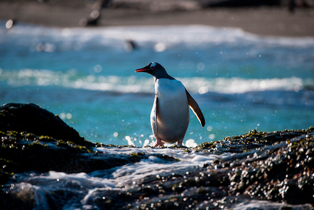 Gentoo penguin (Pygoscelis papua) arrives at rocky beach, Gold Harbour, South Georgia Island, Antarctica