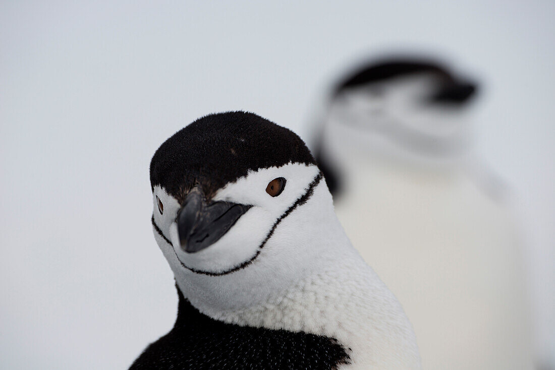 Zügelpinguin (Pygoscelis antarctica), Laurie Island, Südliche Orkneyinseln, Antarktis