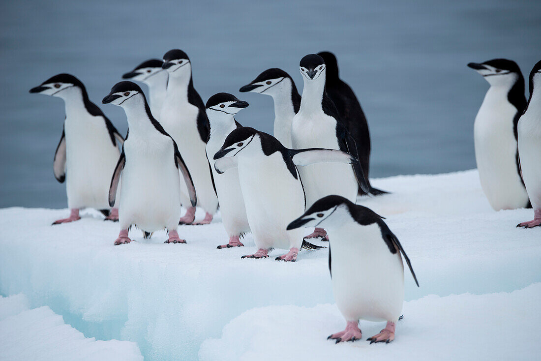 Eine Gruppe von Zügelpinguinen (Pygoscelis antarctica) auf einer Eisscholle, Laurie Island, Südliche Orkneyinseln, AntarktisLaurie Island, Südliche Orkneyinseln, Antarktis