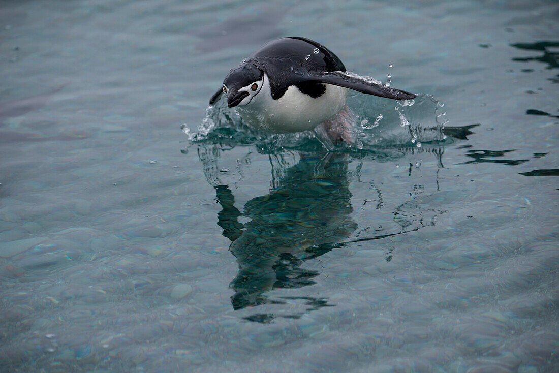 Chinstrap penguin (Pygoscelis antarctica) seems to fly across water, Laurie Island, South Orkney Islands, Antarctica