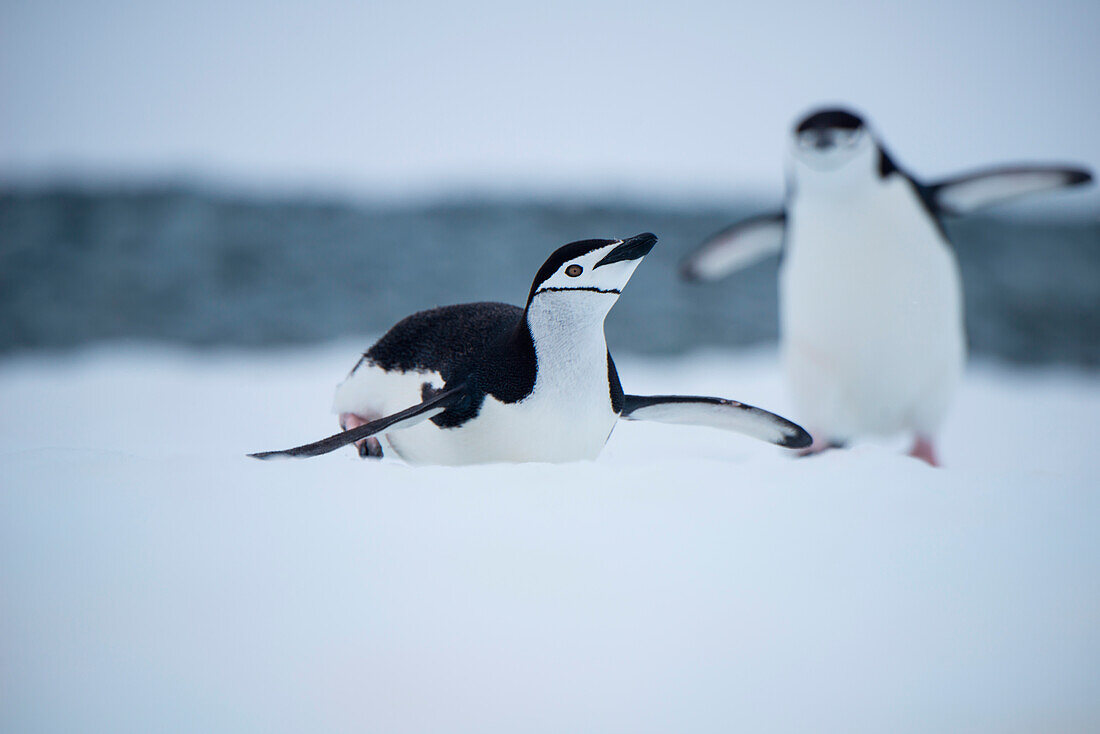 Gentoo penguin (Pygoscelis papua) on ice, Laurie Island, South Orkney Islands, Antarctica