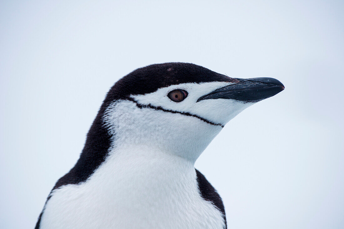 Eselspinguin (Pygoscelis papua), Laurie Island, Südliche Orkneyinseln, Antarktis