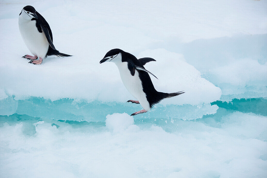 Gentoo penguin (Pygoscelis papua) jumps across ice, Laurie Island, South Orkney Islands, Antarctica