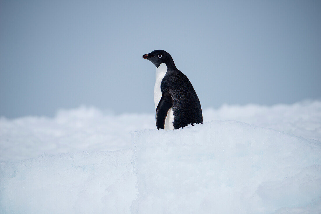 Ein Adélie-Pinguin (Pygoscelis adeliae) auf Eis, Weddell-Meer, Antarktische Halbinsel, Antarktis