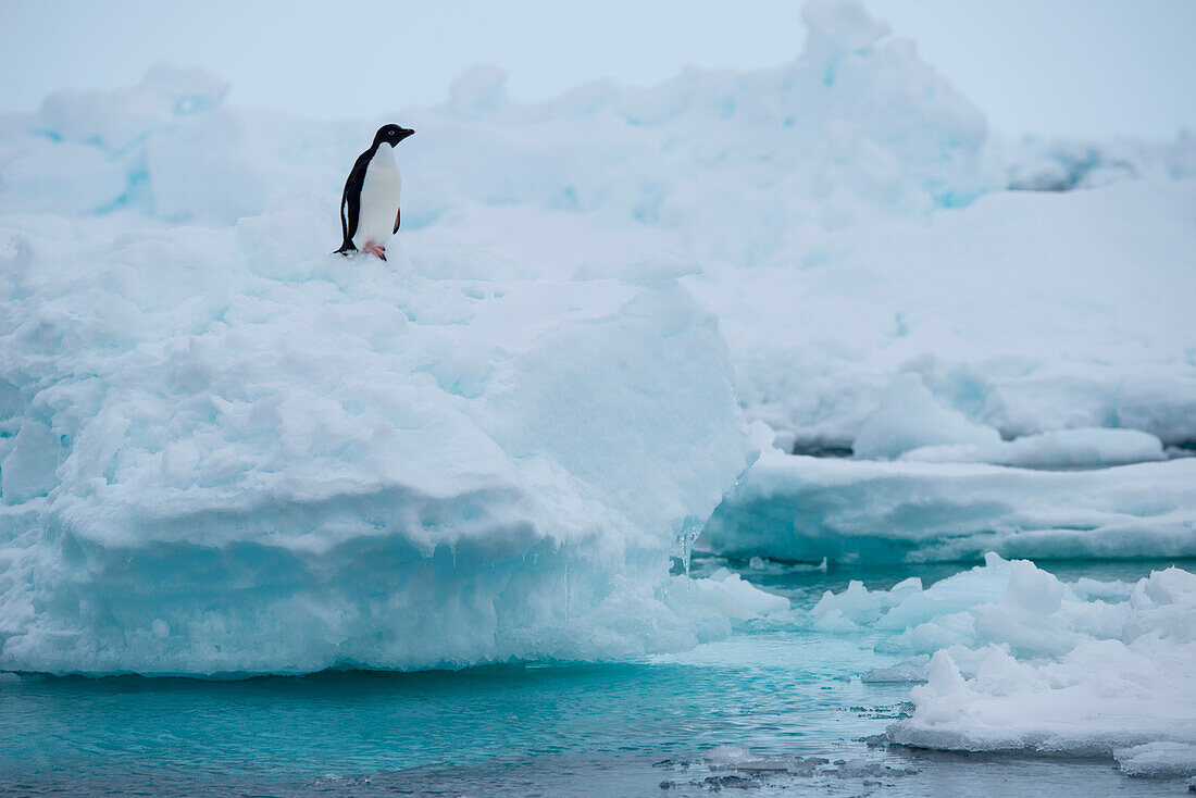 Adélie penguin (Pygoscelis adeliae) on iceberg, Weddell Sea, Antarctic Peninsula, Antarctica