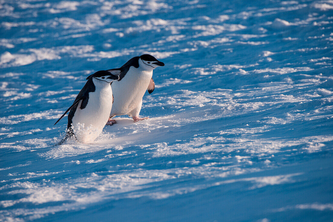 Zwei Zügelpinguine (Pygoscelis antarctica) rennen durch Schnee, Half Moon Island, Südshetland-Inseln, Antarktis