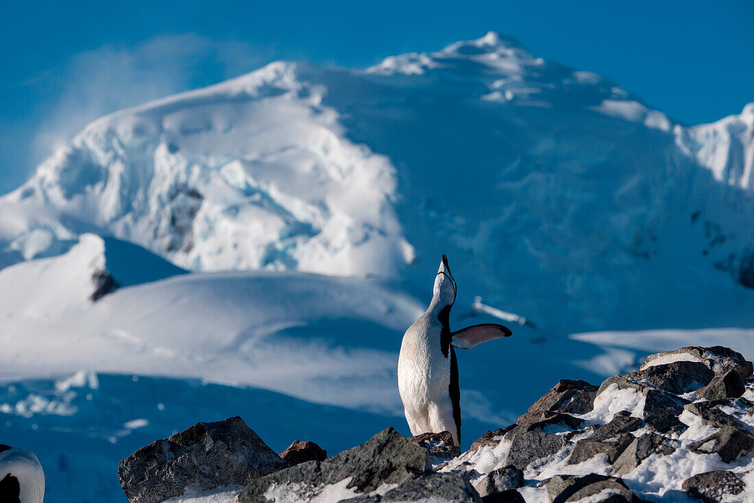 Chinstrap penguin (Pygoscelis antarctica) with mountain backdrop, Half Moon Island, South Shetland Islands, Antarctica