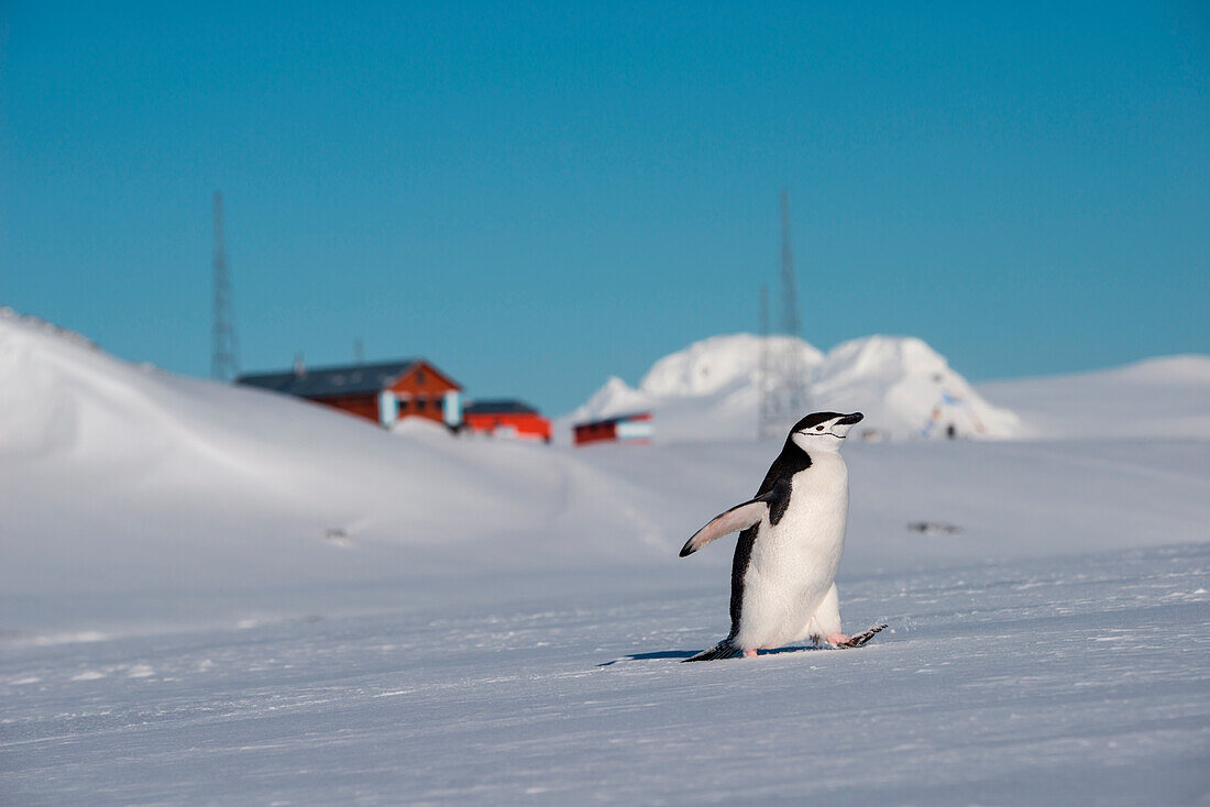 Chinstrap penguin (Pygoscelis antarctica) with Argentinian scientific station Camara behind, Half Moon Island, South Shetland Islands, Antarctica