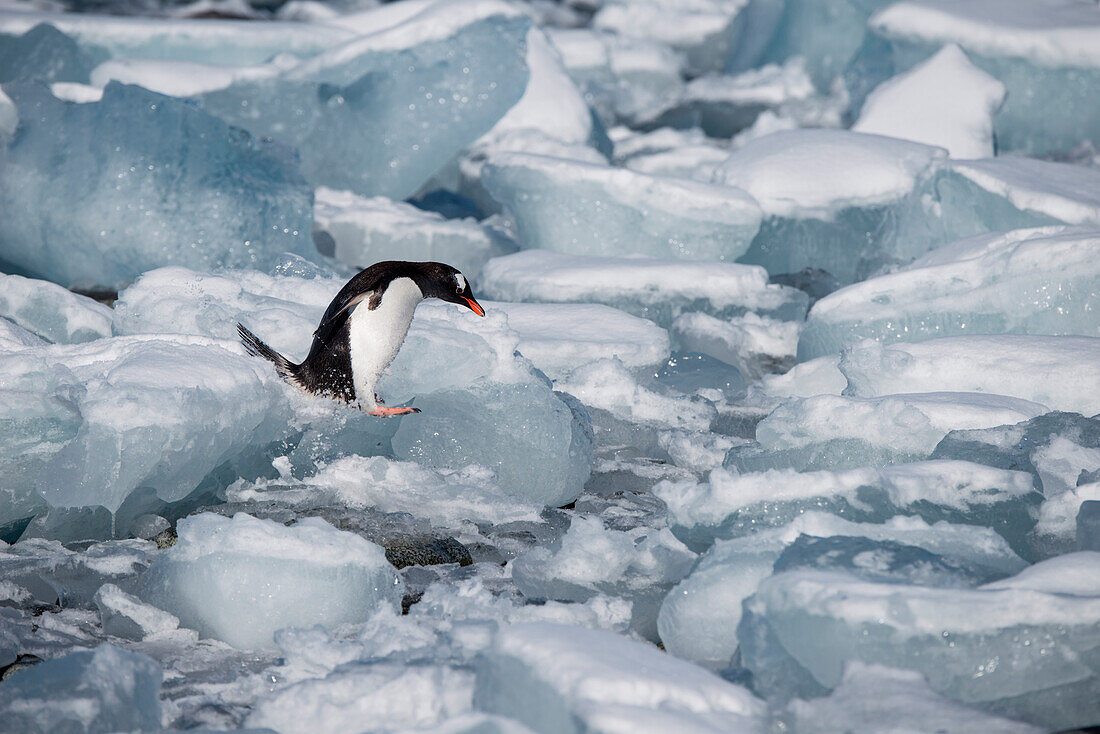 Eselspinguin (Pygoscelis papua) springt über Eis, Half Moon Island, Südshetland-Inseln, Antarktis