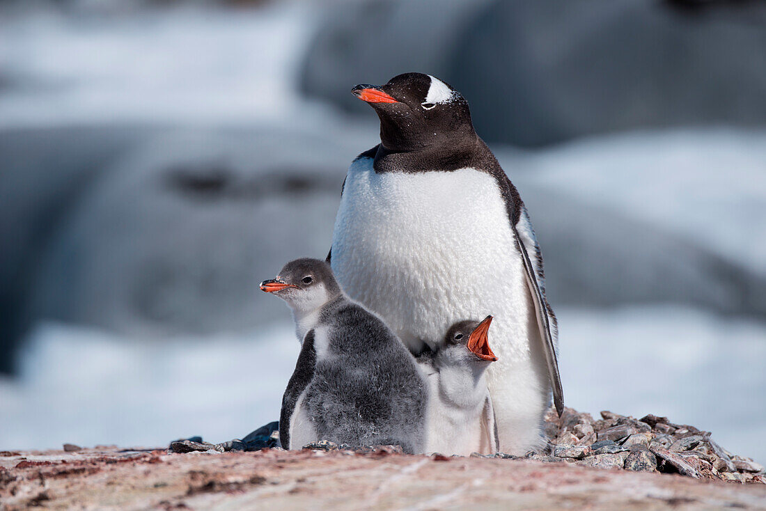 Gentoo penguin (Pygoscelis papua) with two chicks in nest, Port Lockroy, Wiencke Island, Antarctica