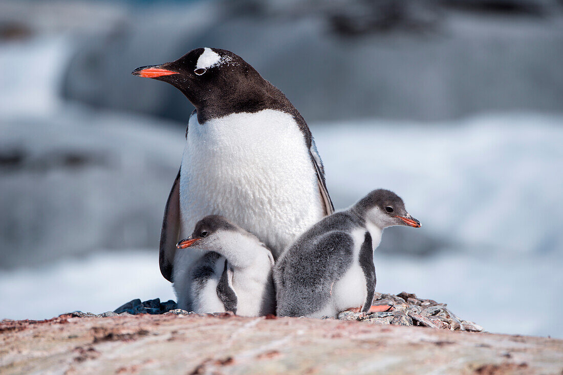 Eselspinguin (Pygoscelis papua) mit zwei Küken im Nest, Port Lockroy, Wiencke Island, Antarktis