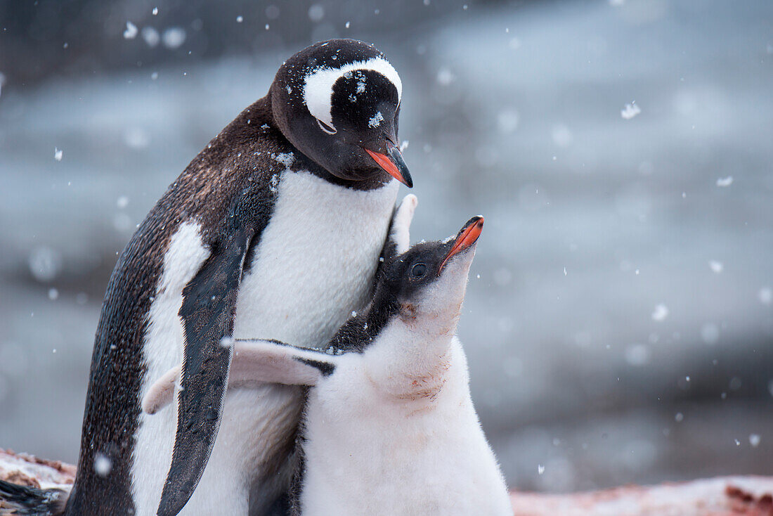 Eselspinguin (Pygoscelis papua) mit Teenager, Port Lockroy, Wiencke Island, Antarktis