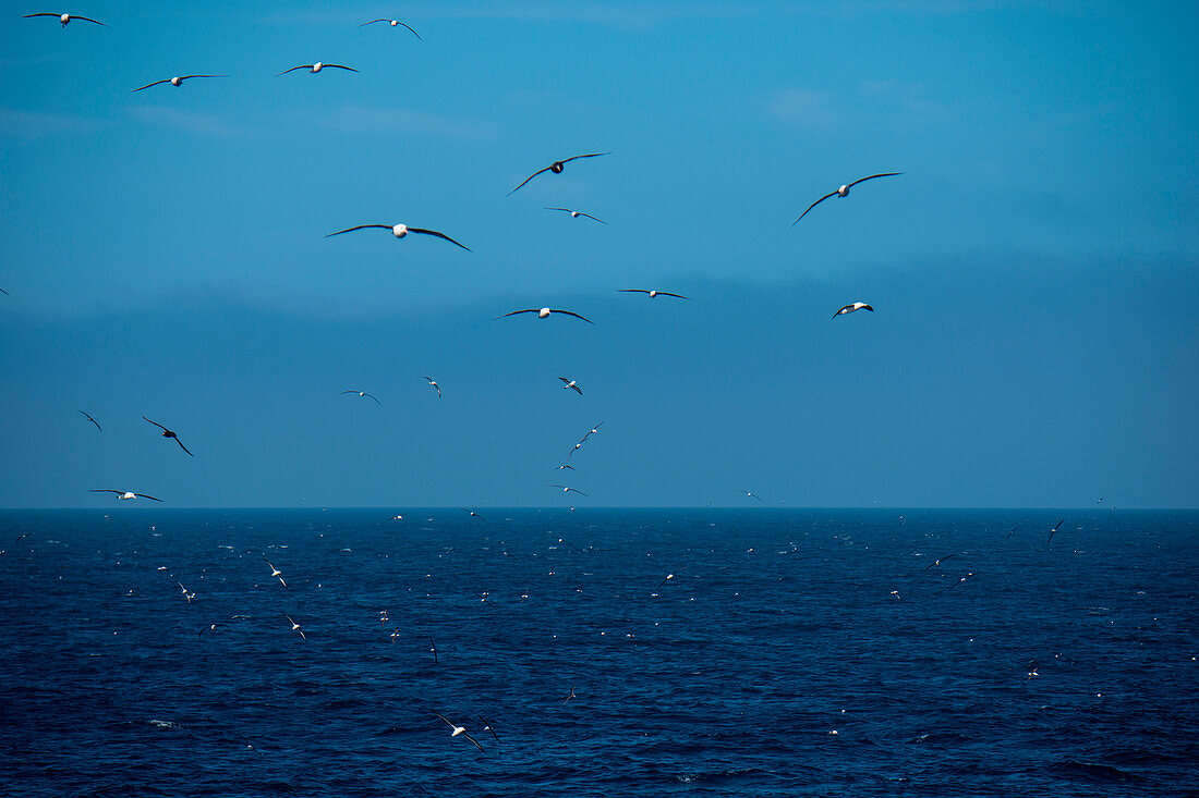 Schwarzbrauenalbatrosse (Thalassarche melanophrys) und Sturmvögel in reichem Nahrungsgebiet, Südlicher Atlantischer Ozean, nahe Falklandinseln, Britisches Überseegebiet, Südamerika