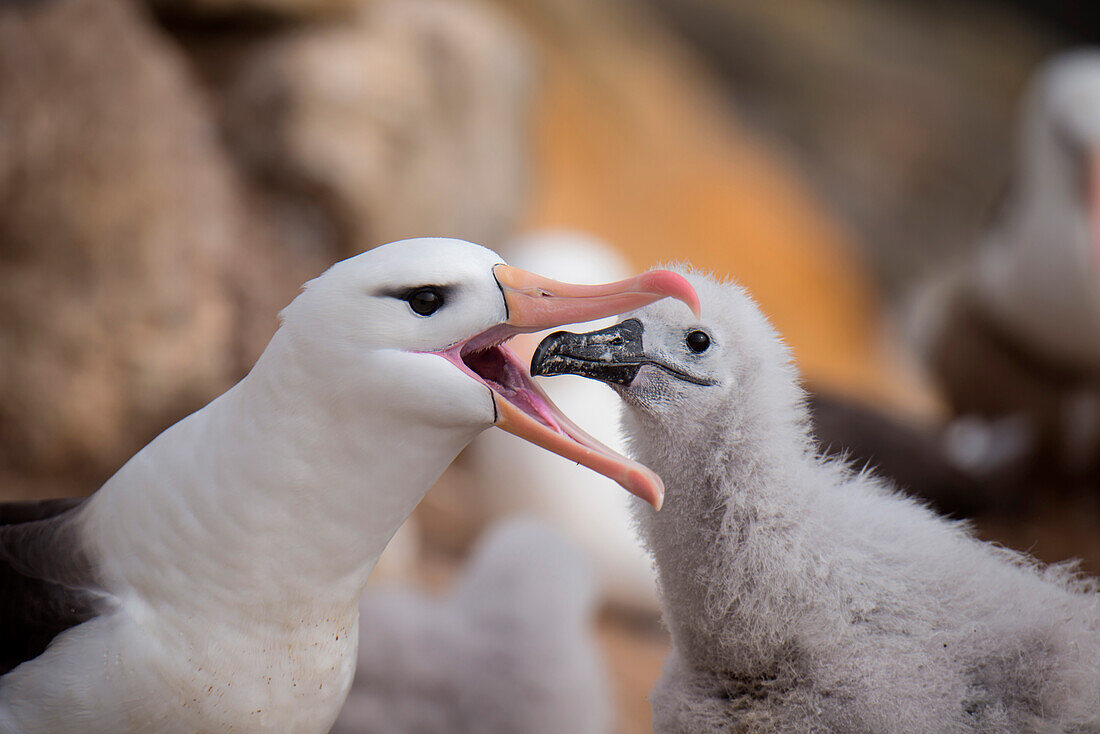 Black-browed albatross (Thalassarche melanophrys) feeds chick, New Island, Falkland Islands, British Overseas Territory
