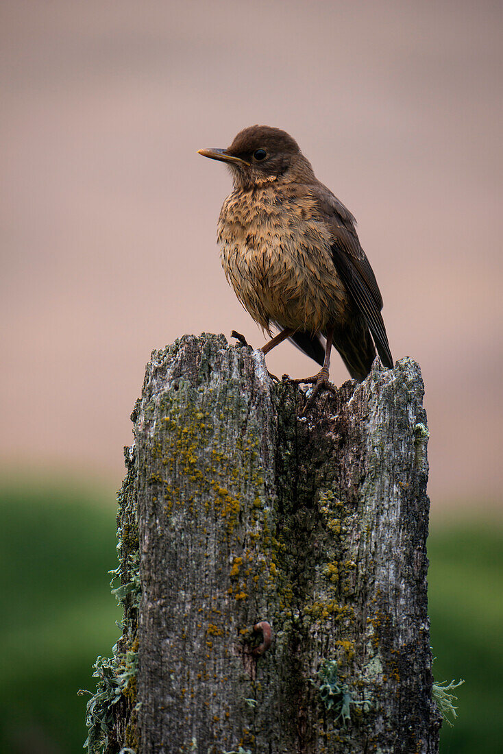 Little bird on old fence post, New Island, Falkland Islands, British Overseas Territory