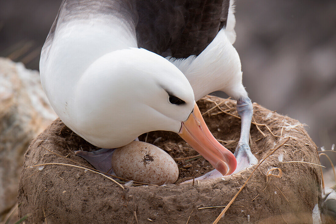 Black-browed albatross (Thalassarche melanophrys) and egg in nest, New Island, Falkland Islands, British Overseas Territory