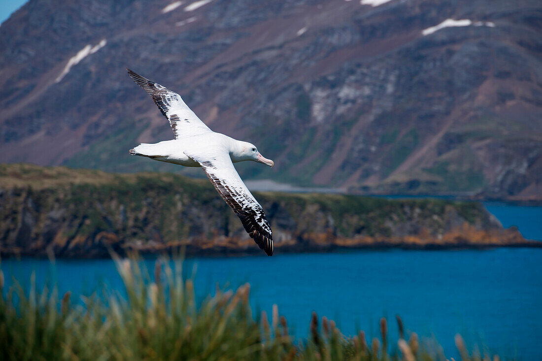 Wanderalbatros (Diomedea exulans) im Flug, Prion Island, nahe Südgeorgien, Antarktis