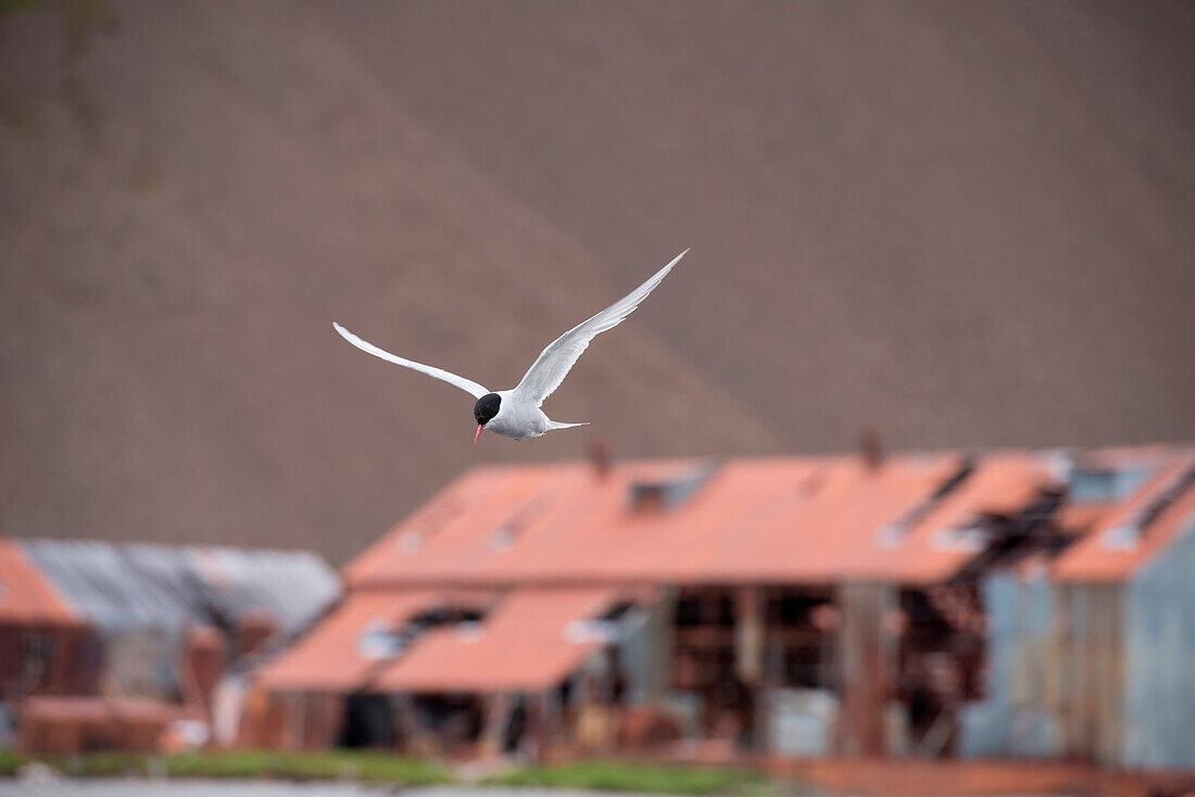 Coastal terns forage for food nonstop to feed their growing progeny, Stromness, South Georgia Island, Antarctica