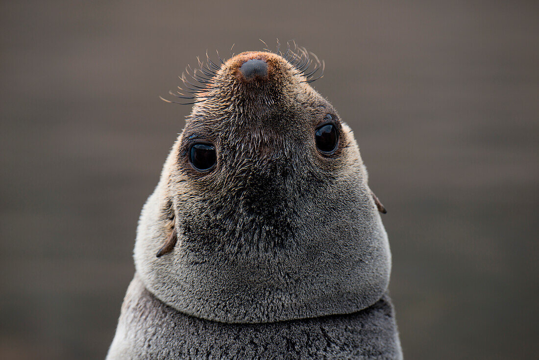 Peek-a-boo: Fur seal looking backwards, Jason Harbour, South Georgia Island, Antarctica