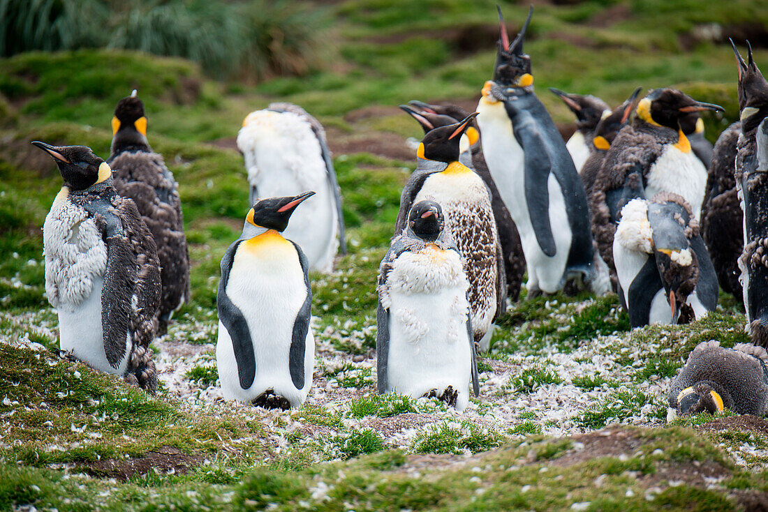 Molting king penguins (Aptenodytes patagonicus) cannot enter the water to feed and have to spend weeks living on fat reserves, so they remain practically motionless, Jason Harbour, South Georgia Island, Antarctica