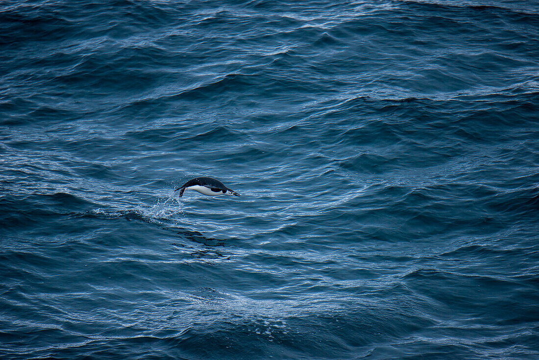 Ein Zügelpinguin (Pygoscelis antarctica) gleitet über das Meer, nahe Livingstone Island, Südliche Orkneyinseln, Antarktis