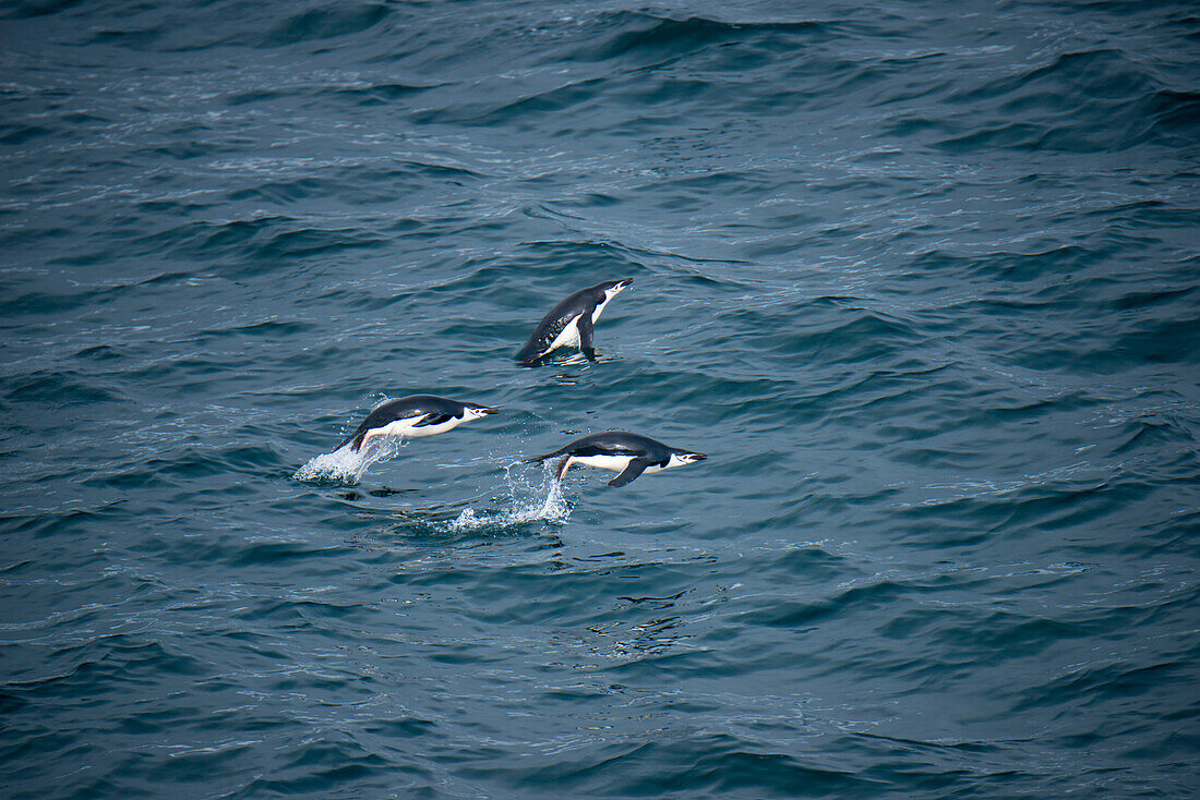 Three chinstrap penguins (Pygoscelis antarctica) leap from sea, near Livingstone Island, South Orkney Islands, Antarctica