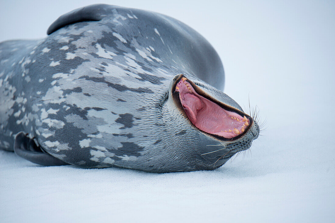 Weddell seal (Leptonychotes weddellii) with wide open mouth, Half Moon Island, South Shetland Islands, Antarctica