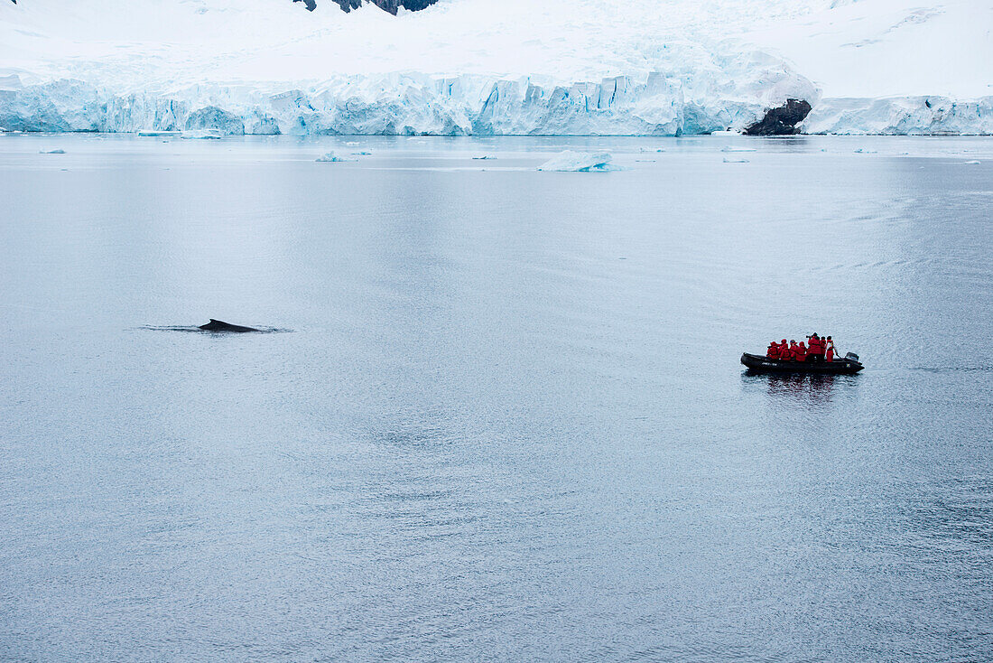 Minke whale and Zodiac dinghy of expedition cruise ship MS Hanseatic (Hapag-Lloyd Cruises), Paradise Bay (Paradise Harbor), Danco Coast, Graham Land, Antarctica