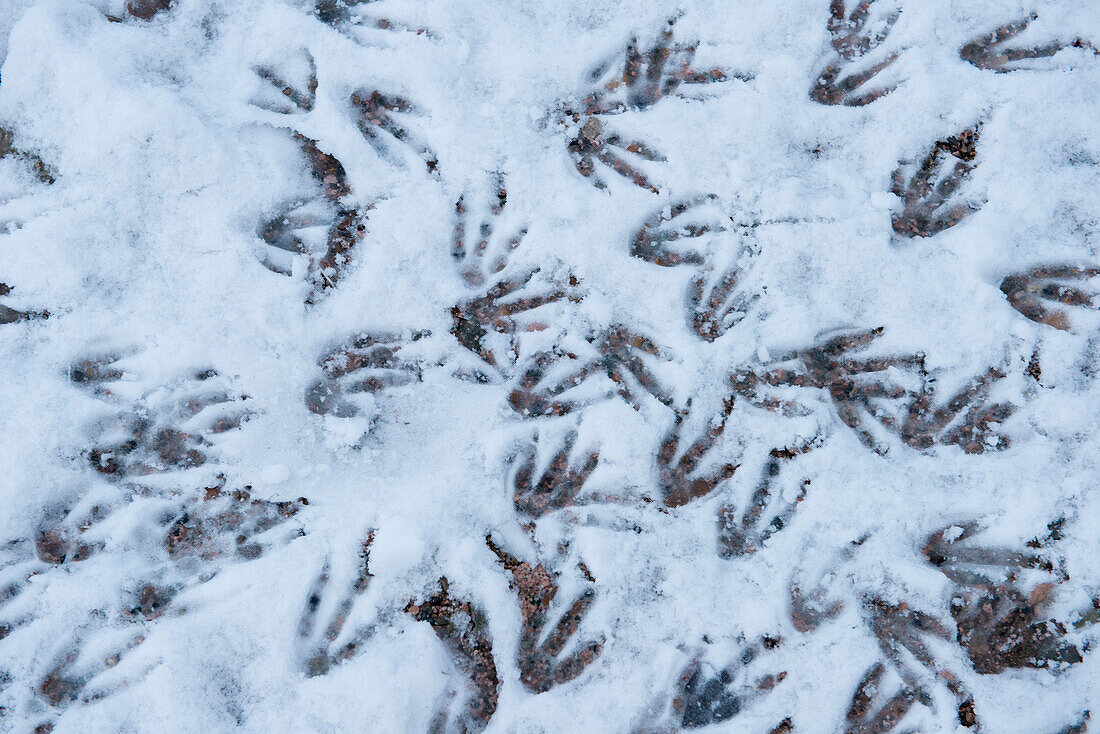 Gentoo penguin (Pygoscelis papua) footprints in snow, Neko Harbour, Graham Land, Antarctica