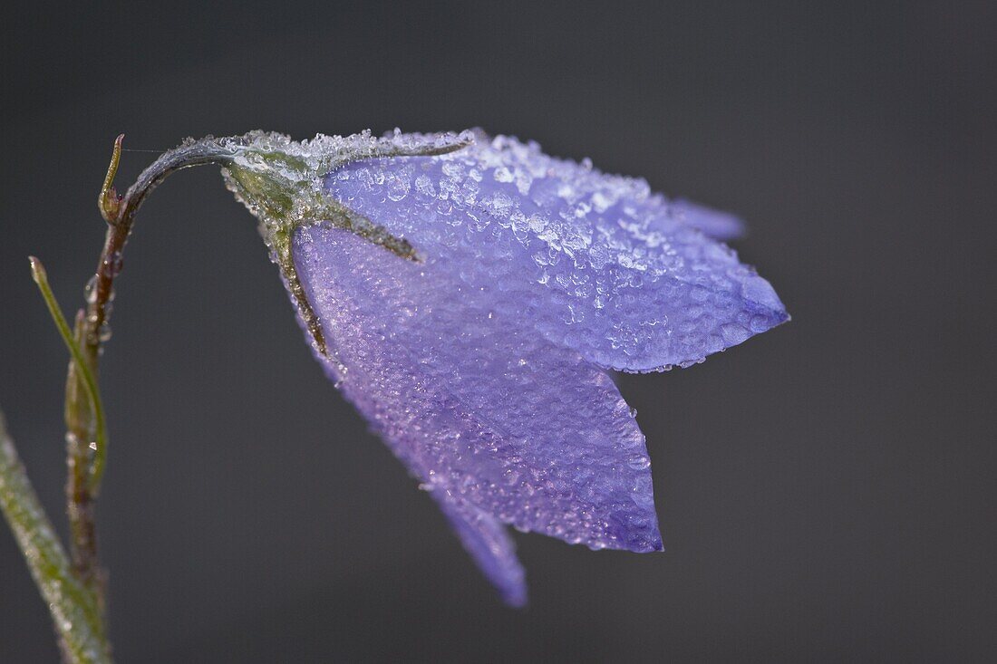 Mountain harebell (Campanula lasiocarpa) with frost, Glacier National Park, Montana, United States of America, North America