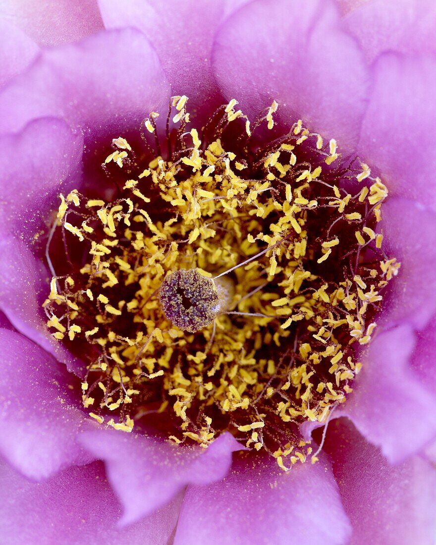 Whipple's fishhook (Sclerocactus whipplei) bloom, The Needles District, Canyonlands National Park, Utah, United States of America, North America