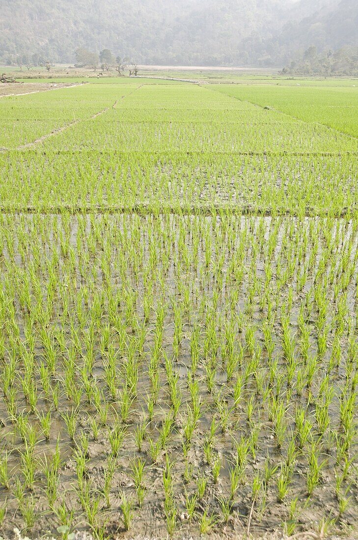 Rice paddy fields, Ganeshpahar village, Brahmaputra, Assam, India, Asia