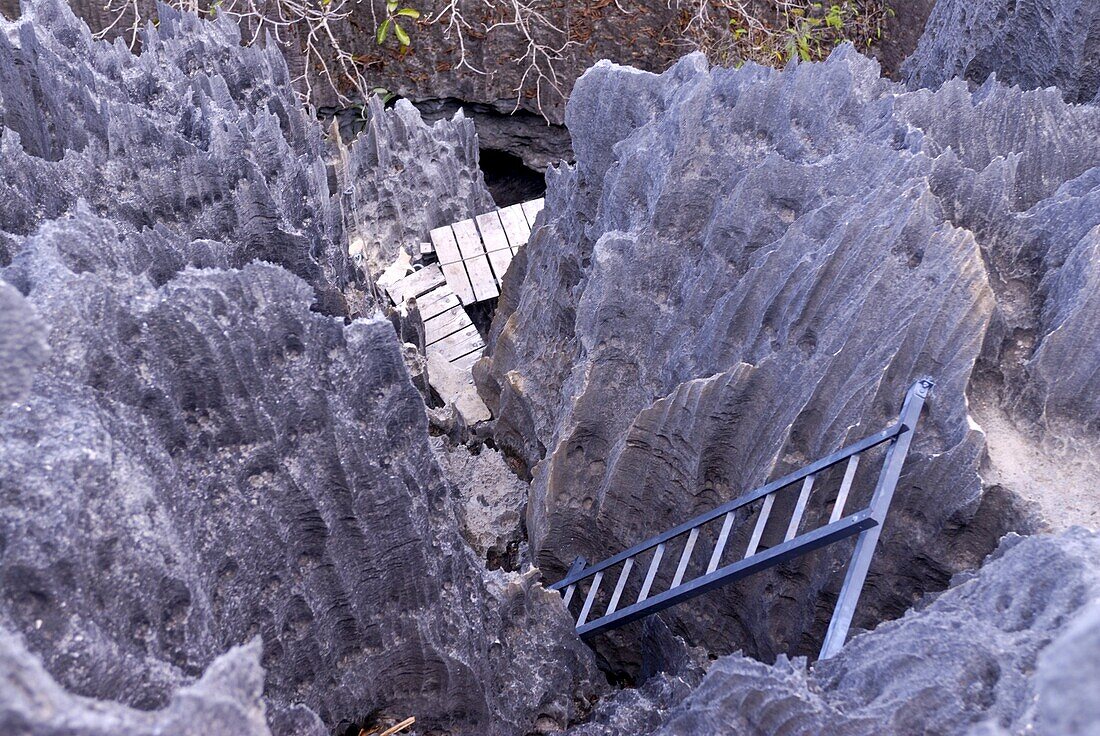 Coral formations, Tsingy de Bemaraha, UNESCO World Heritage Site, Madagascar, Africa