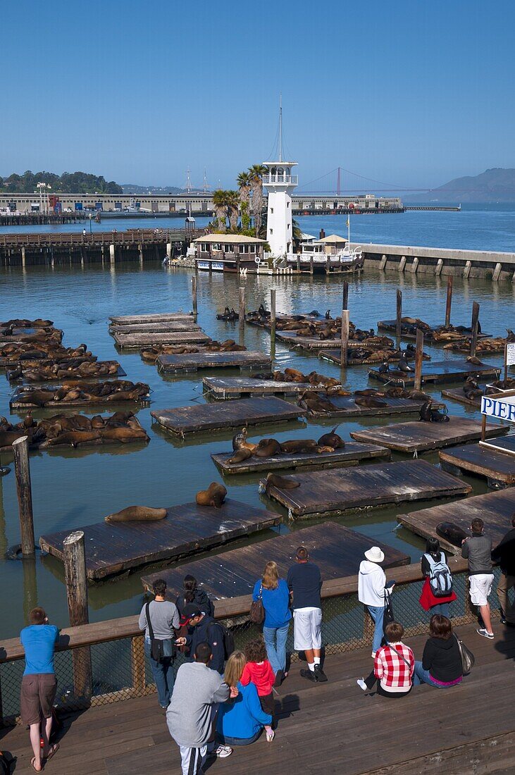 Sea lions, Pier 39, San Francisco, California, United States of America, North America