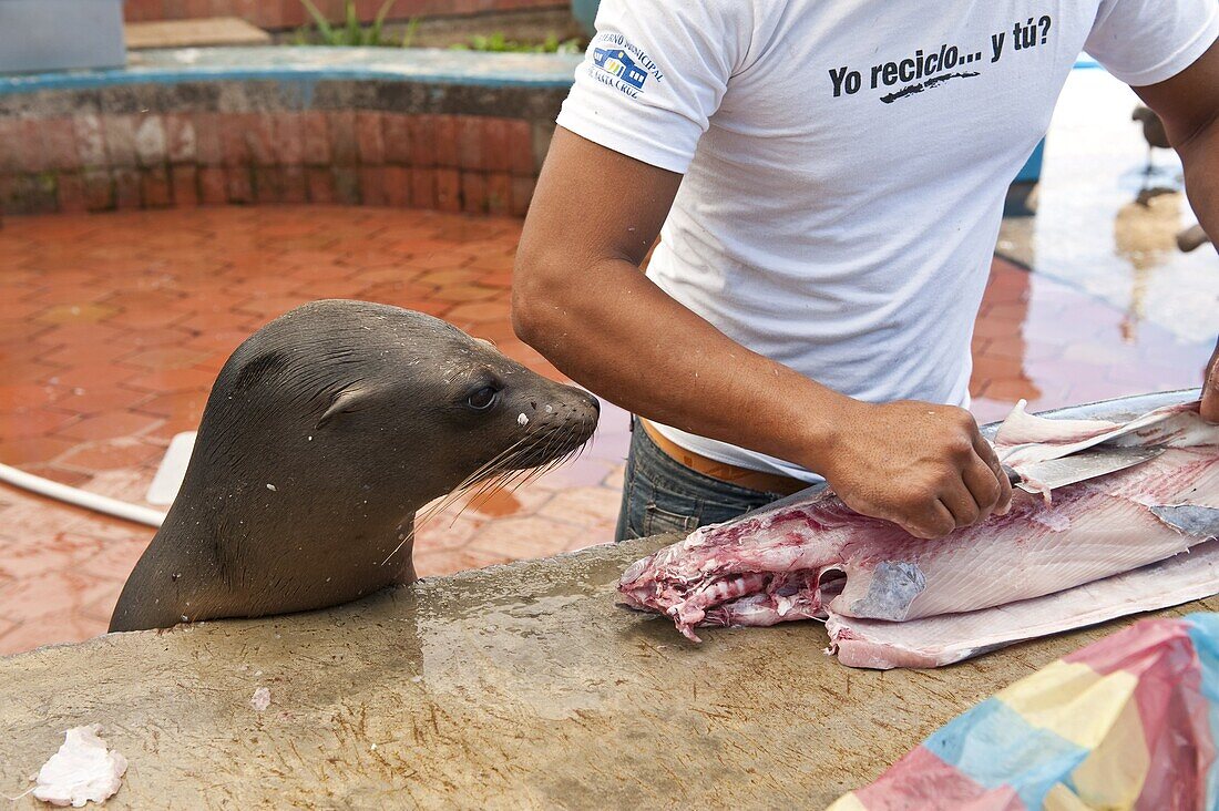 Sea lion steals scraps at the fish market, Puerto Ayora, Isla Santa Cruz (Santa Cruz island), Galapagos Islands, Ecuador, South America