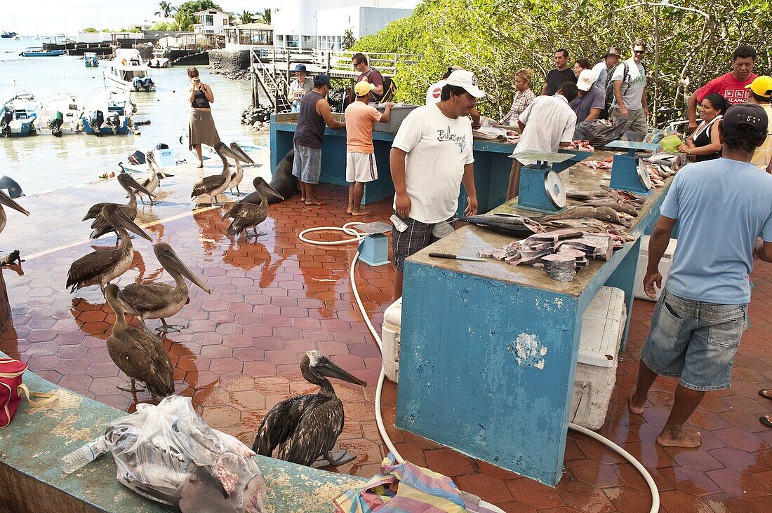 Fish market, Puerto Ayora, Isla Santa Cruz (Santa Cruz island), Galapagos Islands, Ecuador, South America