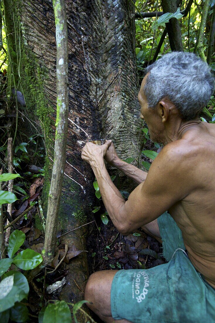 Taking latex from a rubber tree in the forest of Belem, Brazil, South America