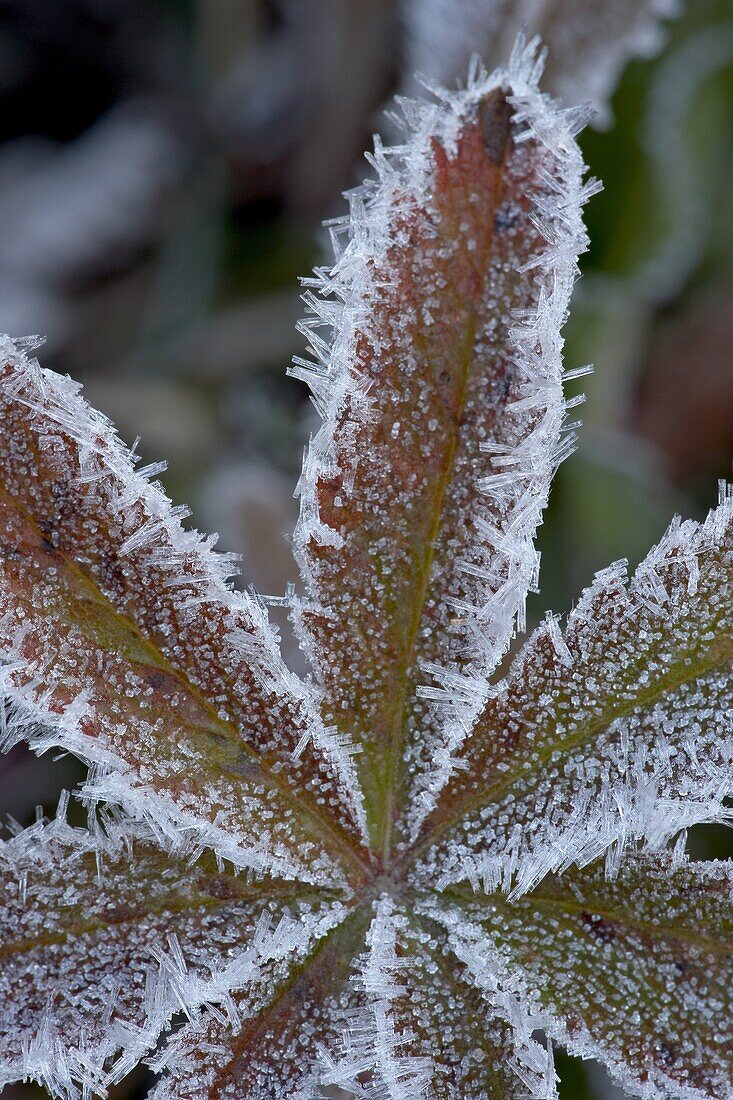 Frosty leaf, White River National Forest, Colorado, United States of America, North America