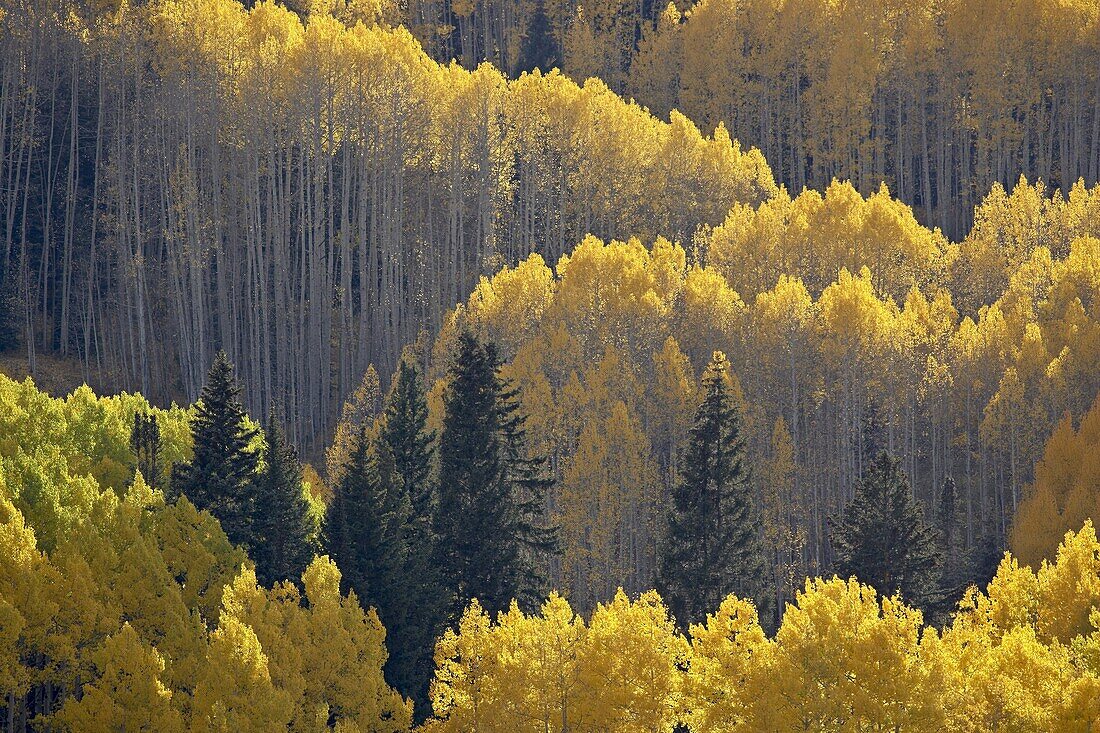 Yellow aspens and evergreens in the fall, Grand Mesa-Uncompahgre-Gunnison National Forest, Colorado, United States of America, North America
