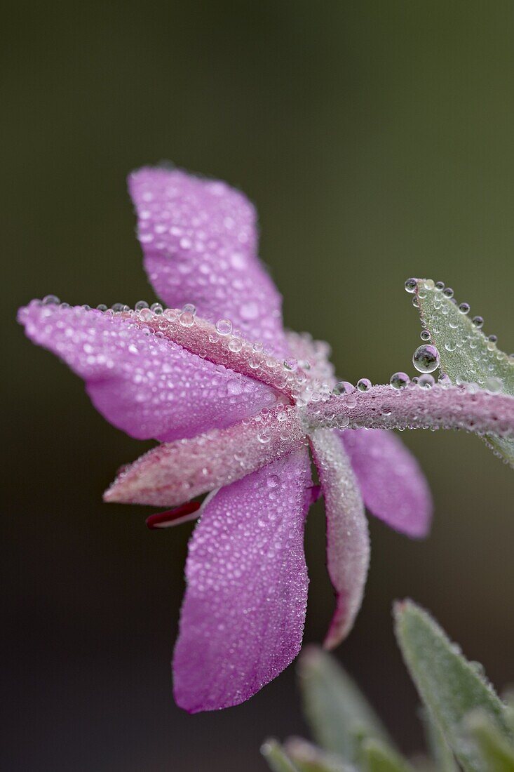 Dwarf fireweed (river beauty willowherb) (Chamerion latifolium) bloom with dew, Gunnison National Forest, Colorado, United States of America, North America