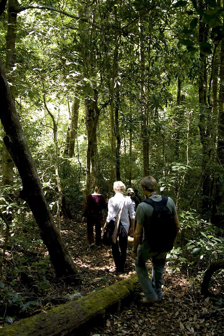 Trekking through the forest, Thekkady, Kerala, India, Asia