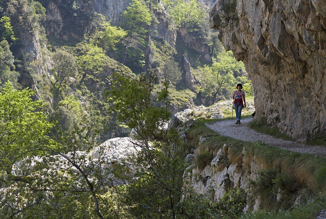 Walking the Cares Gorge footpath, Picos de Europa, Castilla y Leon, Spain, Europe