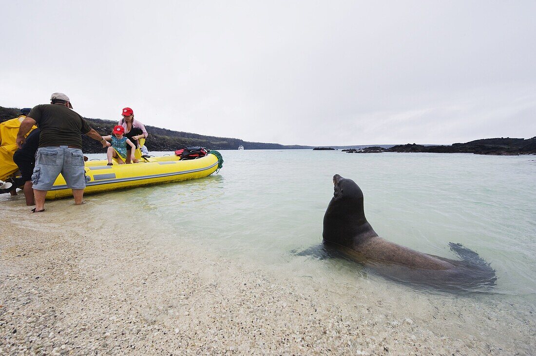 Sealion and tourist boat, Isla Genovesa, Galapagos Islands, UNESCO World Heritage Site, Ecuador, South America